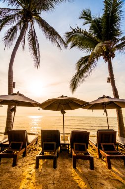 Sahilde güzel Hindistan cevizi palmiye ağaçları