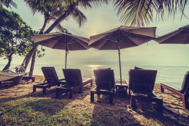 Sahilde güzel Hindistan cevizi palmiye ağaçları