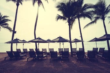 Sahilde güzel Hindistan cevizi palmiye ağaçları