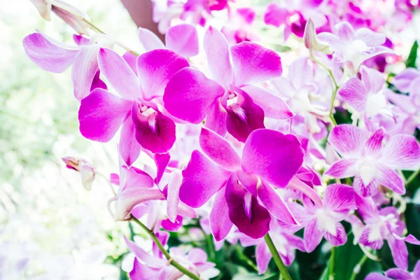 Beautiful Orchid flowers — Stock Photo, Image