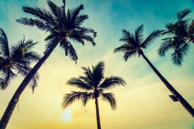 Hindistan cevizi hurma ağaçları Beach