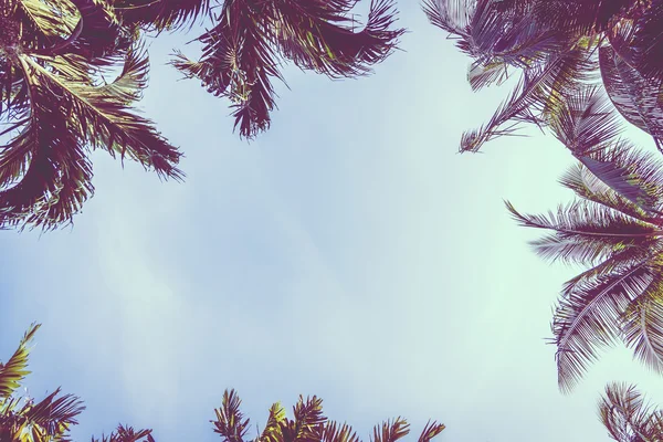 Coconut palm tree — Stock Photo, Image