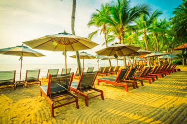 Sahilde güzel Hindistan cevizi palmiye ağaçları