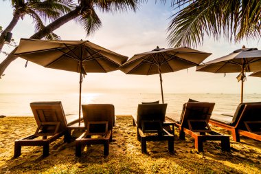 Sahilde güzel Hindistan cevizi palmiye ağaçları