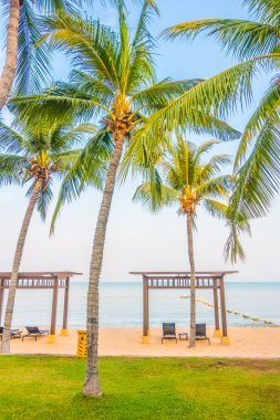 Güzel bir plaj ve deniz ile palmiye ağacı