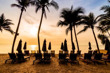 Sahilde güzel Hindistan cevizi palmiye ağaçları