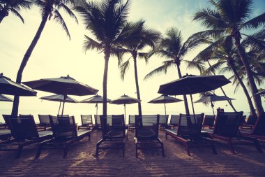 Sahilde güzel Hindistan cevizi palmiye ağaçları