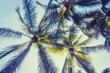 Hindistan cevizi palmiyesi