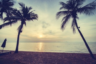 Sahilde güzel Hindistan cevizi palmiye ağaçları