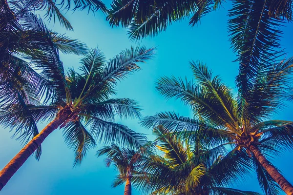 Красивые пальмы на голубом небе — стоковое фото