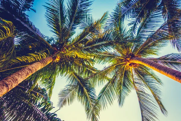 Krásná Palma na modré obloze — Stock fotografie