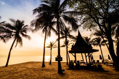 Sahilde güzel Hindistan cevizi palmiye ağaçları