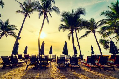 Sahilde güzel Hindistan cevizi palmiye ağaçları