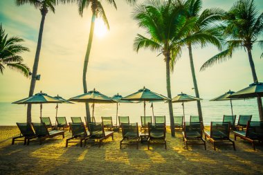 Sahilde güzel Hindistan cevizi palmiye ağaçları