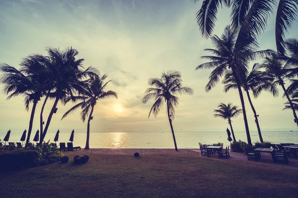 Sahilde güzel Hindistan cevizi palmiye ağaçları