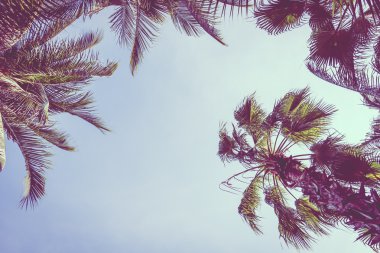 Hindistan cevizi palmiyesi