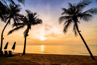 Sahilde güzel Hindistan cevizi palmiye ağaçları