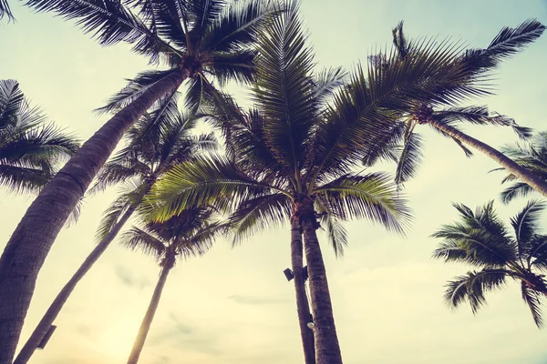 Coconut palm trees on beach — Stock Photo, Image