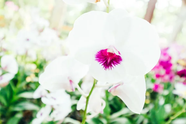 Beautiful Orchid flowers — Stock Photo, Image