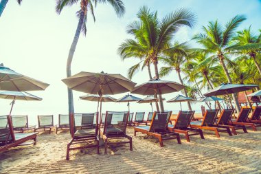 Sahilde güzel Hindistan cevizi palmiye ağaçları