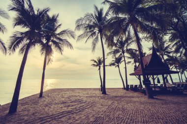 Sahilde güzel Hindistan cevizi palmiye ağaçları