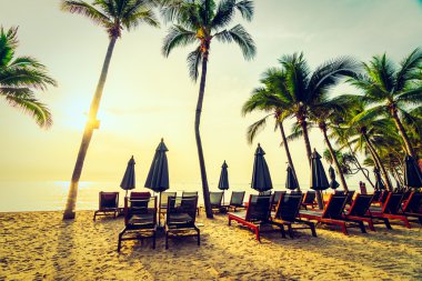 Sahilde güzel Hindistan cevizi palmiye ağaçları