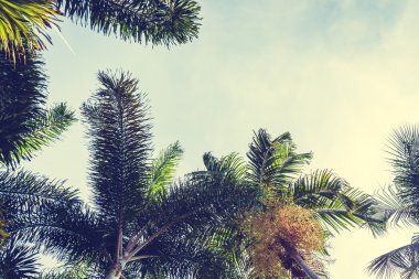 Hindistan cevizi palmiyesi