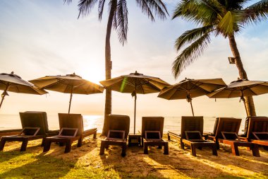 Sahilde güzel Hindistan cevizi palmiye ağaçları