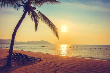 Güzel bir plaj ve deniz ile palmiye ağacı