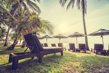 Sahilde güzel Hindistan cevizi palmiye ağaçları