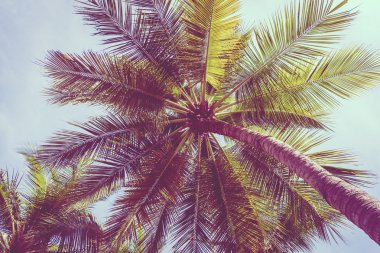 Hindistan cevizi palmiyesi