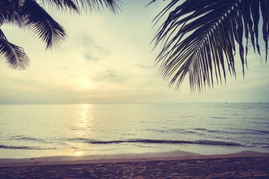 Sahilde güzel Hindistan cevizi palmiye ağaçları