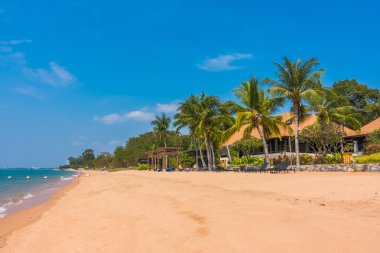 Güzel bir plaj ve deniz ile palmiye ağacı