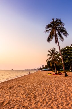 Sahildeki palmiye ağacı