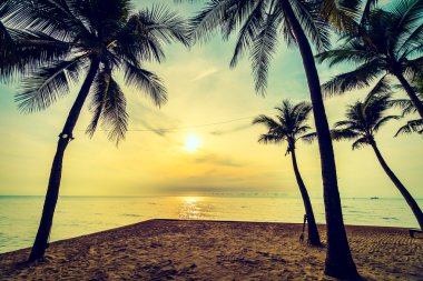 Hindistan cevizi palmiye ağaçlarının plaj ve deniz