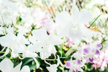 güzel orkide çiçek