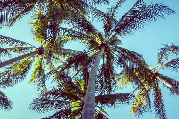 Noix de coco palmier — Photo