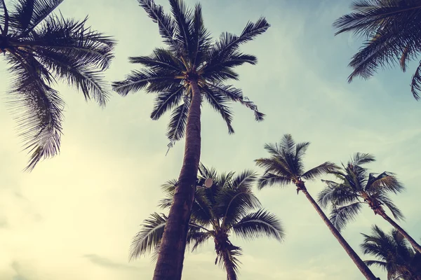 Coconut palm trees on beach — Stock Photo, Image