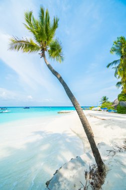 Güzel tropikal maldivler tatil beldesi