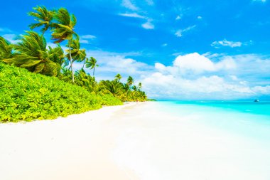 Tropikal plaj ve deniz Maldivler Island