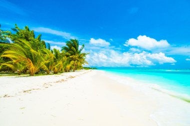 Tropikal plaj ve deniz Maldivler Island