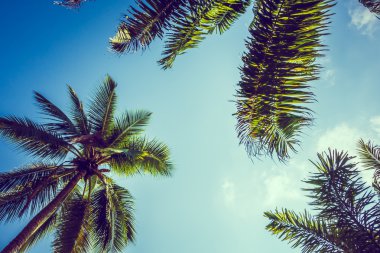 Hindistan cevizi palmiye ağacı üzerinde sky