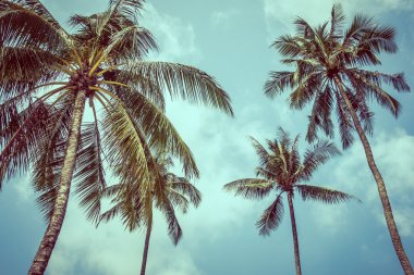 Vintage Hindistan cevizi hurma ağacı