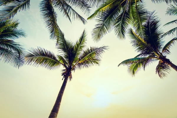 Coconut palm trees on beach — Stock Photo, Image