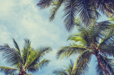 Hindistan cevizi palmiyesi