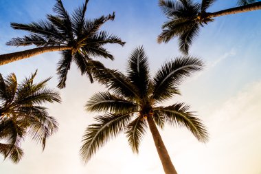 Plaj ve deniz Hindistan cevizi hurma ağacı