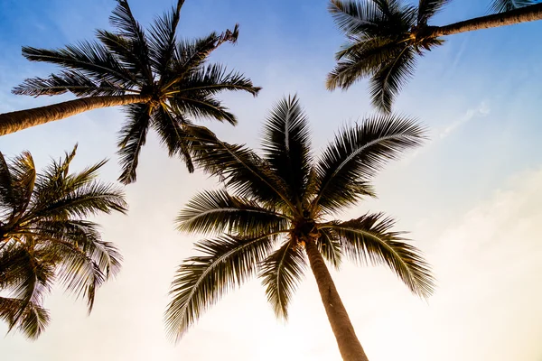 Plaj ve deniz Hindistan cevizi hurma ağacı