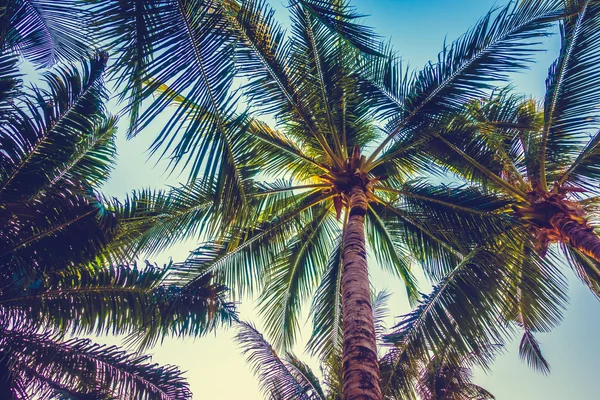 Güzel palmiye ağacı üzerinde mavi gökyüzü — Stok fotoğraf