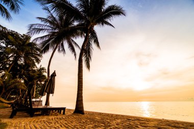 Plaj ve deniz güzel Hindistan cevizi hurma ağacı