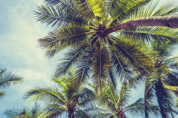 Coconut palm tree — Stock Photo, Image